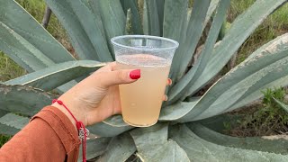 Así se prepara el pulque directo del maguey ♥️ [upl. by Dedric85]