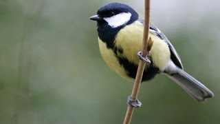 CHANT DE LA MÉSANGE CHARBONNIÈRE AU PRINTEMPS [upl. by Geesey]