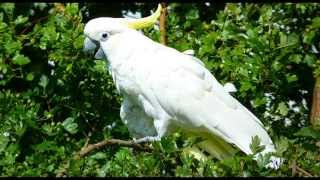 Cockatoo Bird Call Bird Song [upl. by Nehcterg]