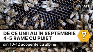 De ce unii au în septembrie 45 rame cu puiet din 1012 acoperite cu albine [upl. by Dammahom]