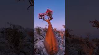 Dragon Blood Tree🌳Socotra Island [upl. by Adnilram]