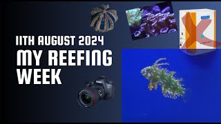 My Reefing Week 11th Aug 24  Some Sad News [upl. by Edelman]