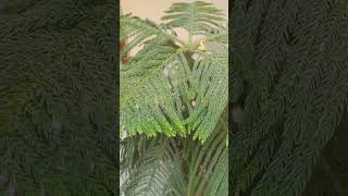 Morpankhi se fhayede garden plants  viral trending youtubeshorts shortsvideo [upl. by Orofselet]