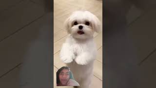 dog cutepuppylove doglover cute dogdance pets funny [upl. by Nolla]