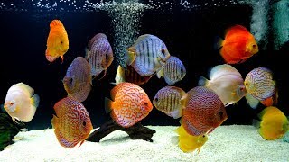 Thousands of Discus at this Professional Hatchery [upl. by Nalyad592]