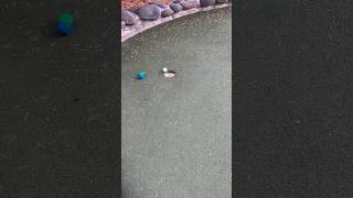 Best Hole in One at Mini Golf [upl. by Haridan]