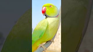 So😘 Cute 😍 Mithu🦜 talkingparrot parrot youtubeshorts viral pet like trending reels ytshort [upl. by Nicko431]