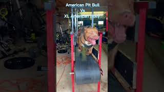 American Pit Bull Vs XL American Bully [upl. by Idnim]