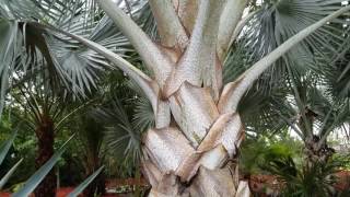 Bismarcks Palm  Bismarckia nobilis Floridas most popular landscape palm Maybe [upl. by Zondra]