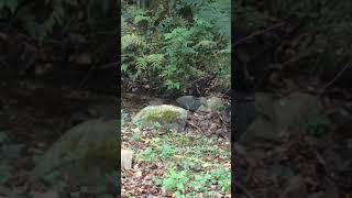 Wood Mouse at Coniston Coppice Caravan Club Site  September 2019 [upl. by Baxter]