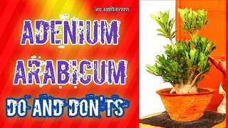 Adenium Arabicum Do And Donts  अडेनियम अरेबिकम के साथ क्या करें क्या ना करें  Care Tips [upl. by Ffoeg283]