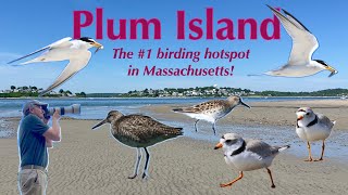 Birding Plum Island in Massachusetts  shorebirds terns and much more [upl. by Laenaj]