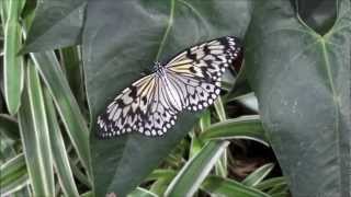 Tropische Schmetterlinge im Tropenhaus Botanischen Garten in Linz [upl. by Ardnekal]