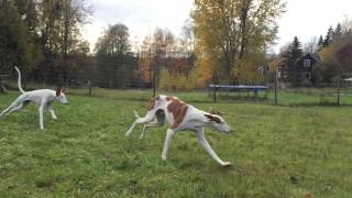 Podencos running  Ibizan Hound  Podenco Ibicenco [upl. by Udall]