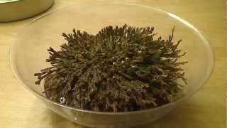 Selaginella lepidophylla quotDinosaur Plantquot TimeLapse 104 [upl. by Eicyac715]