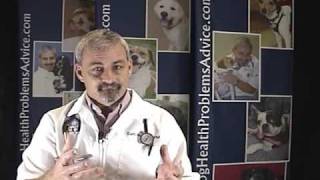 Dog Heart Failure  Heart Failure in Dogs [upl. by Janeczka698]