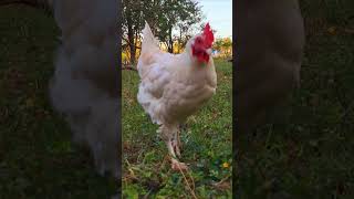 Hercules photo bombed my chicken video [upl. by Vanessa663]