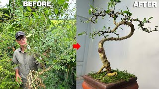 Turn a Bush Into a Beautiful Bonsai See the Magic of Pruning and Shaping [upl. by Doralynn]