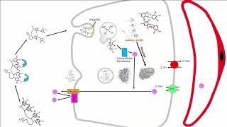 Thyroid Part 2  Thyroid Hormone Synthesis [upl. by Innaig100]