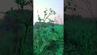 Hay Ni hay Nakhra Tera Ni song music subscribe videos reels like mgrbhojpuri999 [upl. by Laurel]