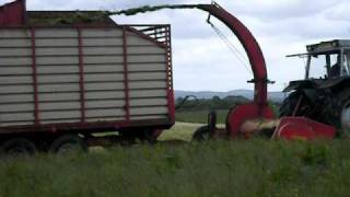 Massey 390 T cutting double chop silage in Co Tyroneavi [upl. by Iphigeniah]