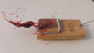 Damson in Mouse Trap Slow Mo GoPro 120fps [upl. by Fidelity]