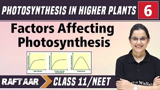 Photosynthesis in Higher Plants 06  Factors Affecting Photosynthesis  Class11NEET  RAFTAAR [upl. by Anifur380]