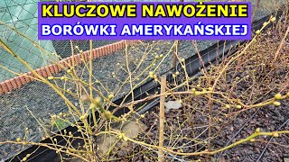 Kluczowe Nawożenie Borówki amerykańskiej Wiosną  Jak i kiedy nawozić Borówkę aby obficie owocowała [upl. by Audwen]