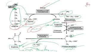 lec 13part 1Conversion of Amino Acids to Specialized Products [upl. by Kylah]