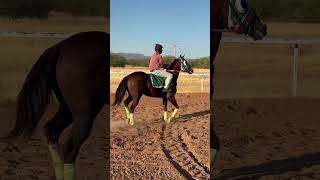 Es un alazán tostado 🐴🔥 caballos loteríaequina [upl. by Huntlee]