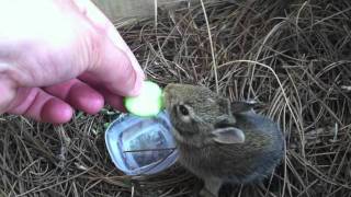 Baby Cottontail Rabbit Rescue and Rehab [upl. by Nellek]