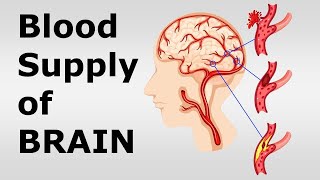 Chp17 Blood Supply of Brain and Spinal Cord  Circle of Willis  Snells NeuroAnatomy [upl. by Nrek]