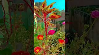 Khabar ki pahli Raat urdu nature qurantranslationinurdupara1 flowers qurantranslationromanurdu [upl. by Burleigh]