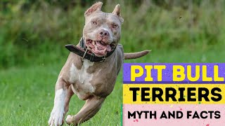 American Pit Bull Terriers Myth and Facts [upl. by Demaria]