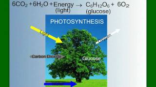 Photosynthesis Part 2 The Light Reactions [upl. by Mandeville40]