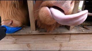 Feeding Highland Cows at Hobbledown Farm [upl. by Bogoch]