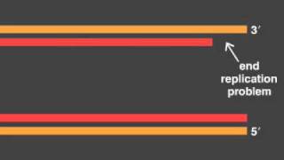 telomere replication [upl. by Whitten]