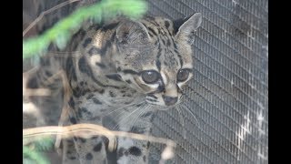 Margays  Artis Zoo Amsterdam [upl. by Eahs897]