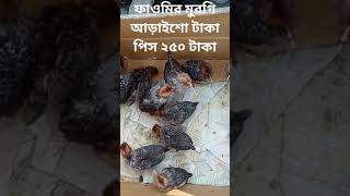 Fawmi Murgi  Pabna Hazir hat  250 taka Pcs [upl. by Annaul]