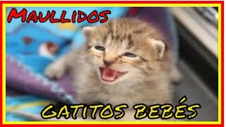 Sonido de gatitos bebes maullando [upl. by Haimorej465]