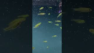 Green rasbora now available 31124 [upl. by Anima]