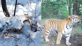 Amur tiger Odyr killed an impressively sized male Ussuri brown bear 2022 [upl. by Luelle]