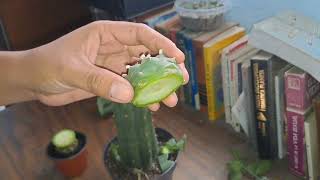 Injerto Grande Lophophora cactus cactus Lophophora injertos tips [upl. by Anhsirk]