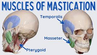 Muscles of Mastication Chewing [upl. by Iuq]