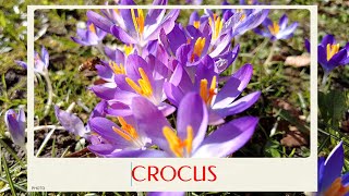 calm journey into the realm of beautiful crocus flowers crocus tour [upl. by Ablem198]