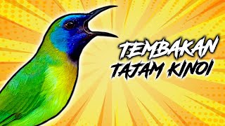 Masteran Burung Kinoi Paling Jernih Gacor Full Tembakan Durasi Panjang 1 Jam Cocok Buat Murai Batu [upl. by Sarkaria]