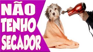 Não tenho secador como faço pra secar meu cachorro [upl. by Kathlin313]