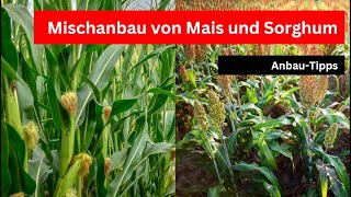 Mischkultur Mais mit Sorghum  AnbauTipps [upl. by Sculley486]