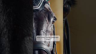 How to empower your horse through liberty new podcast episode out now 🔥 libertyhorsemanship [upl. by Attelahs]