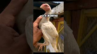 1 Day 🐣 By 1 Year Rooster 😱  Heera Assel viralvideo [upl. by Naras]